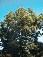 MSA FRAXINUS EXCELS 50ML